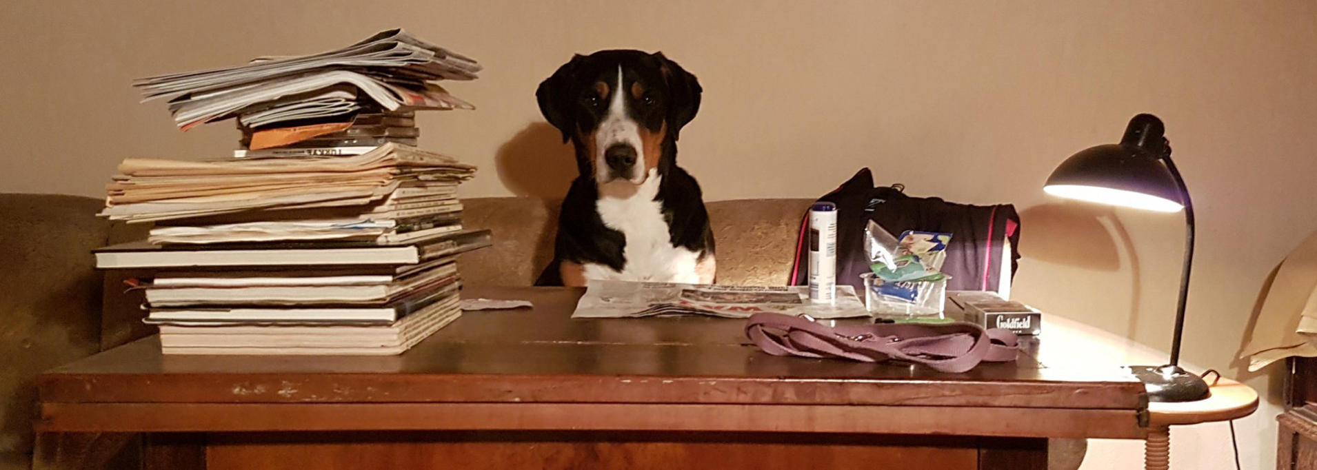 Das Kleingedruckte In Der Körpersprache Des Hundes